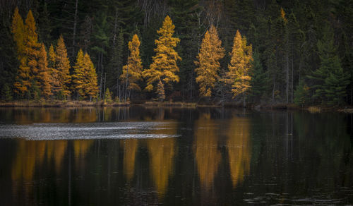 Scenic view of lake in forest
