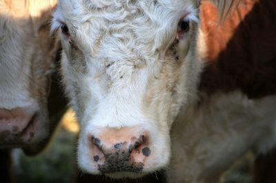 Close-up of cow