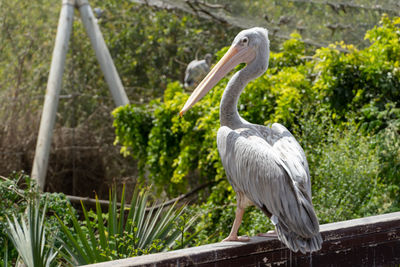 Close-up of bird