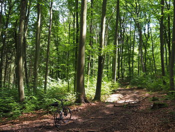 Trees in forest