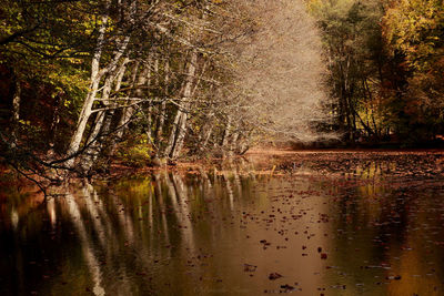 Scenic view of lake in forest