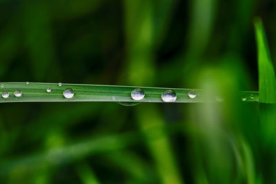Close-up of water drops on green grass