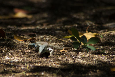 Close-up of lizard on ground