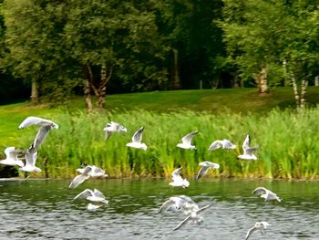 Birds flying over lake