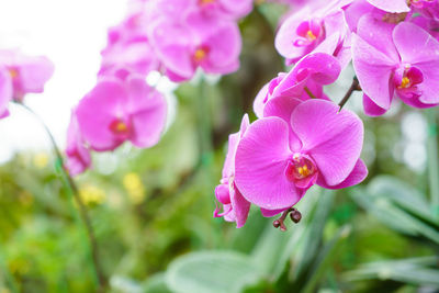 Close-up of pink flowering plant