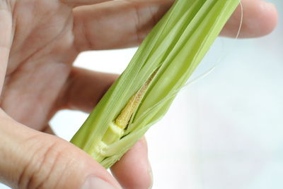 Cropped image of person holding corn