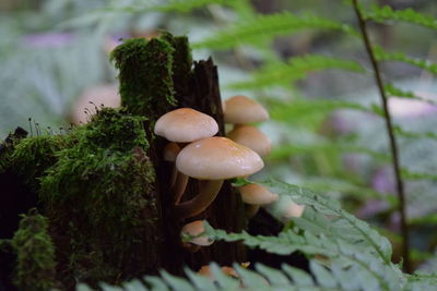 Close-up of mushroom growing on plant