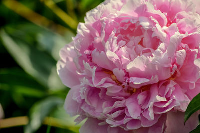 Close-up of pink flowers blooming outdoors