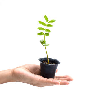 Hand holding small potted plant against white background
