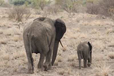 Elephant on field