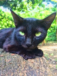 Close-up portrait of cat