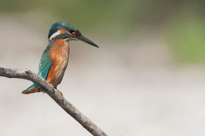 Close-up of bird perching on a branch