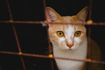 Close-up portrait of a cat