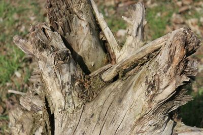 Close-up of wooden log on tree trunk