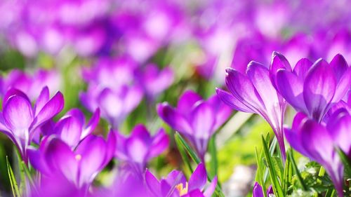 Close-up of purple crocus blooming outdoors