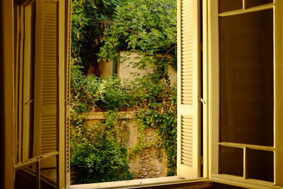 Plants seen through window of building