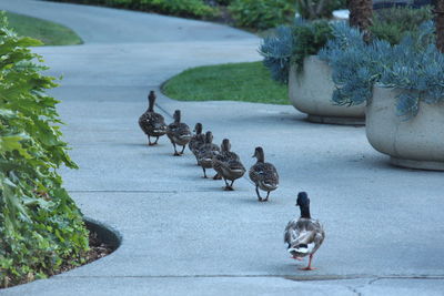 Ducks in a row