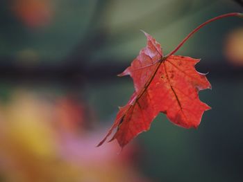 Close-up of maple leaves on branch