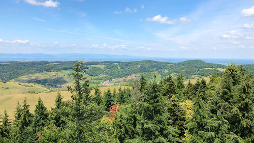 Scenic view of trees growing on field against sky