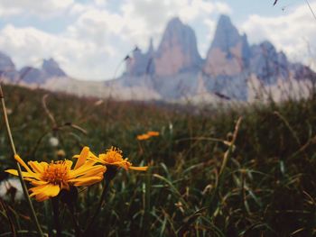Flowers growing in field