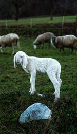 Dogs on field