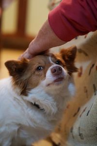 Close-up portrait of dog