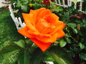 Close-up of orange rose blooming in garden