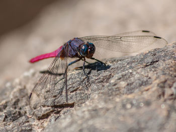 Close-up of fly on rock