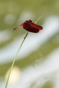 Close-up of insect on plant