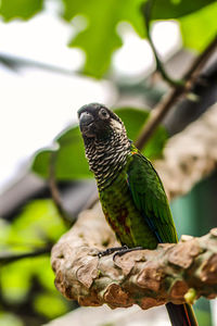 Close-up of bird perching on branch