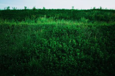 Scenic view of grassy field