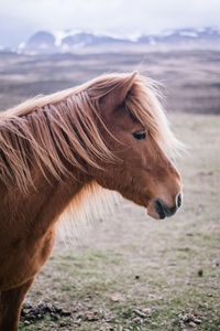 Close-up of a horse on field