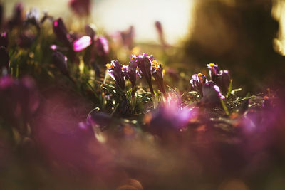 Close-up of pink flowering plant