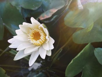 Close-up of white flowering plant