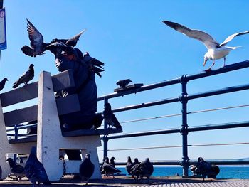 Birds flying over sea against clear sky