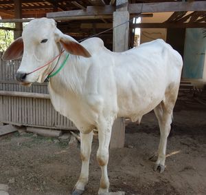 White cow in stable