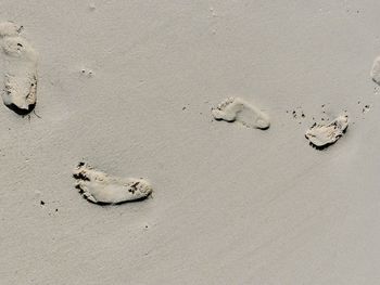 High angle view of birds on sand