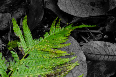High angle view of leaves