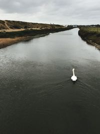 Swan swimming on lake against sky