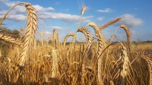 Close-up of wheat growing on field against sky