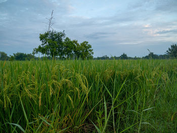 Scenic view of agricultural field against sky