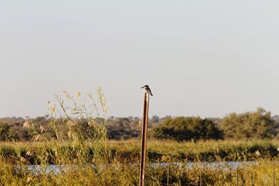 View of bird on field against clear sky