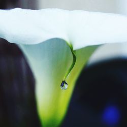 Close-up of dew drop on white flower