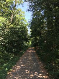 Narrow pathway along trees