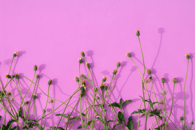 Close-up of pink flowering plants against blue background