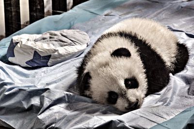 Close-up of a dog sleeping