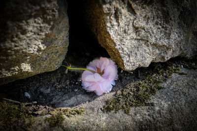 High angle view of flower blooming on rock
