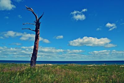 Scenic view of tree by sea against sky