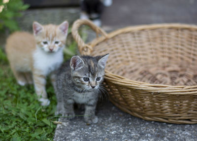 Portrait of a cute young little grey striped kitten. selective focus.