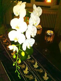 Close-up of white flowers